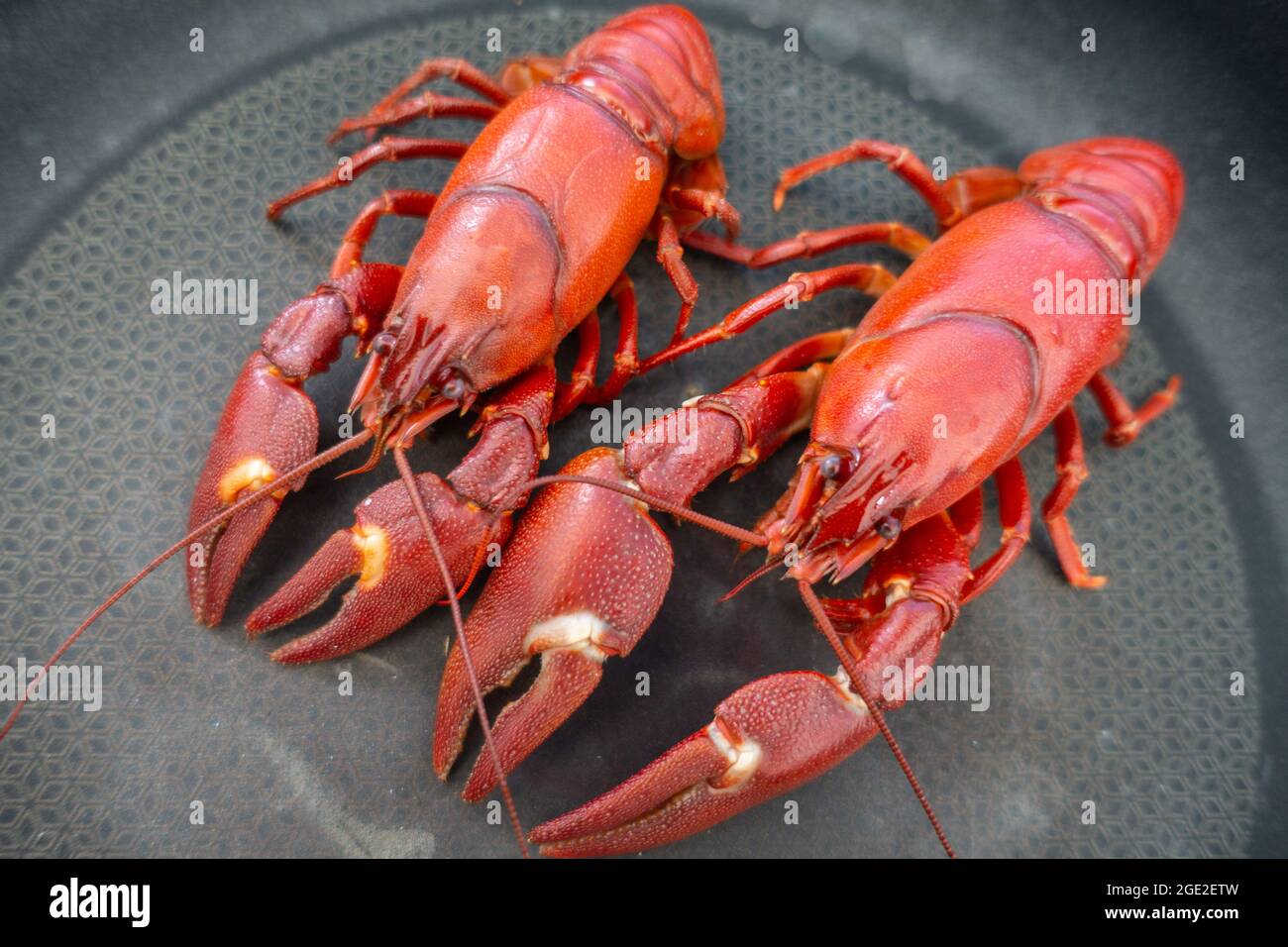 American Signal crayfish, Pacifastacus leniusculus, an Invasive Species caught in an English river, in a pan, cooked. Stock Photo