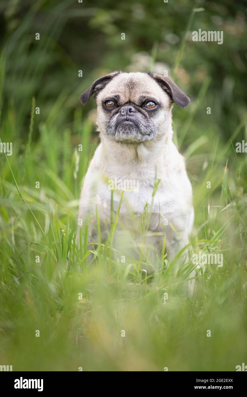 Carlin Pinscher. Adult male sitting in grass. Germany Stock Photo