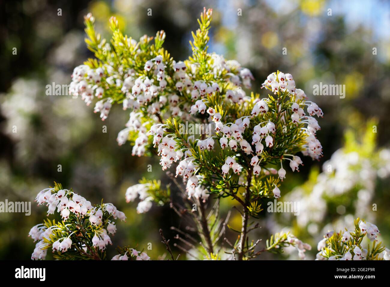 Small bell shaped white flowers of tree heath , Stock Photo