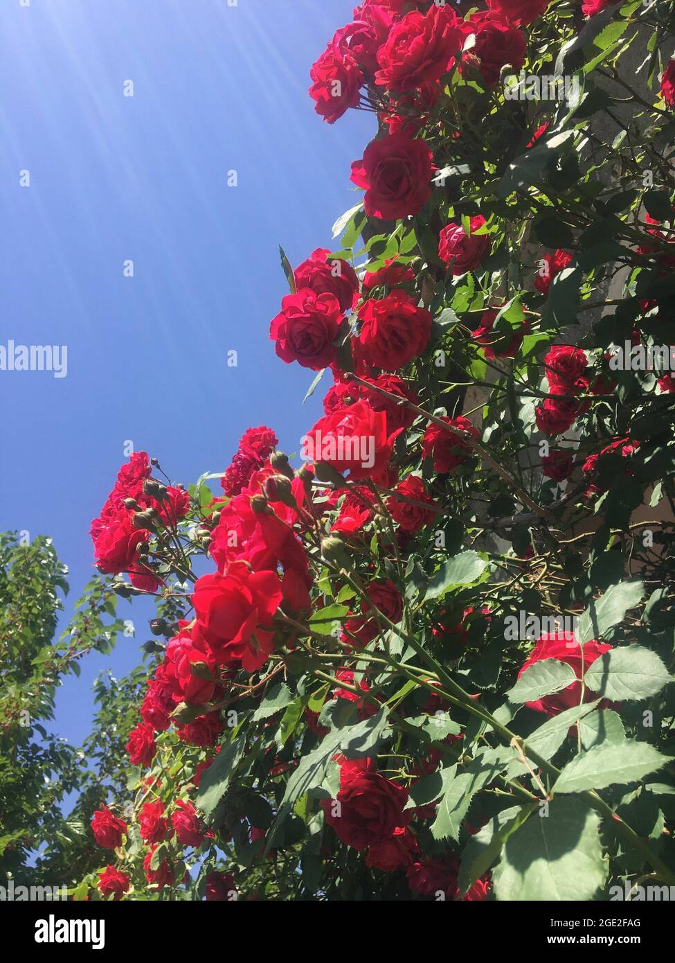 Beautiful garden in yerevan hires stock photography and images Alamy