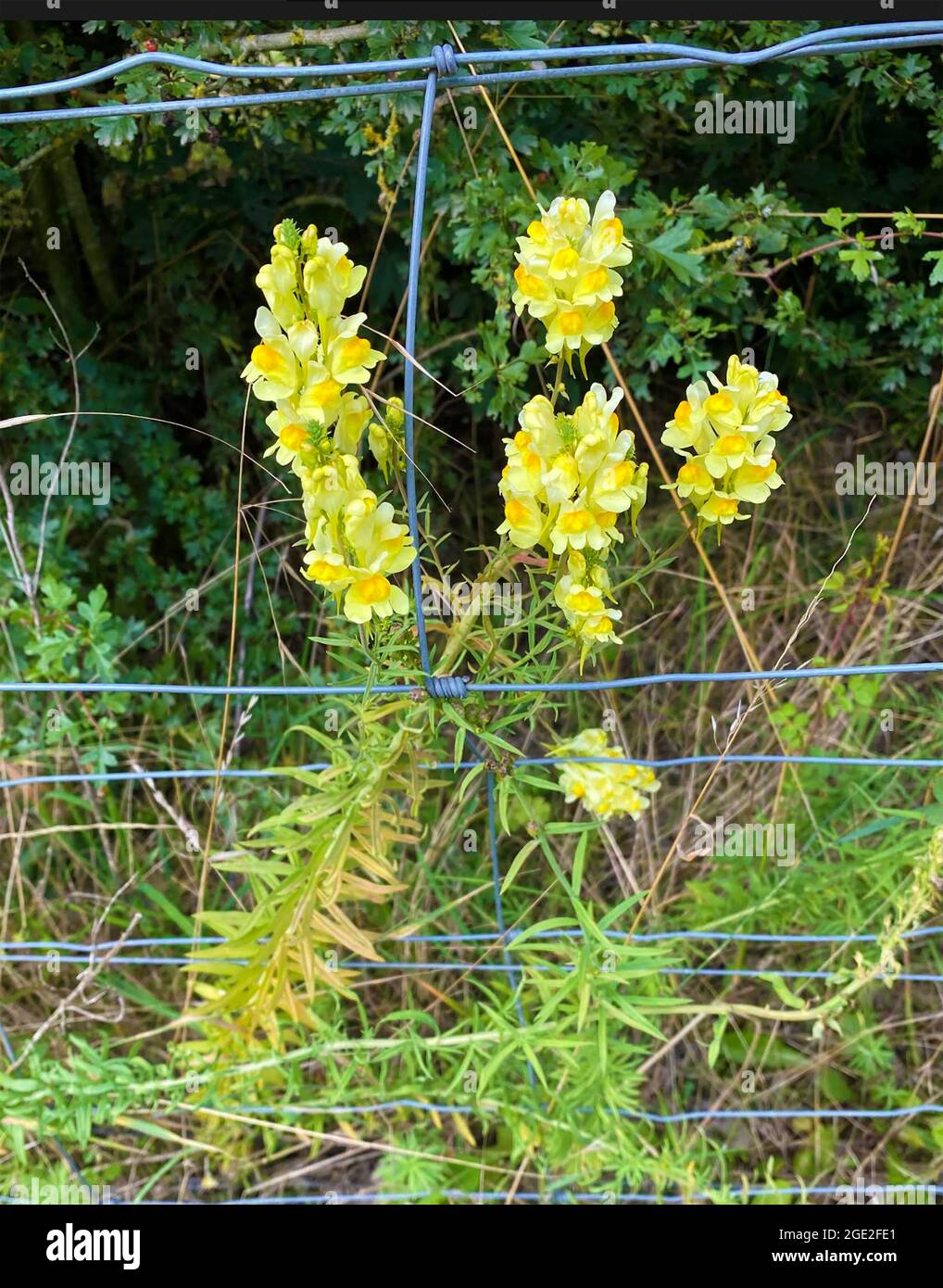 YELLOW TOADFLAX Linaria vulgaris Photo: Tony Gale Stock Photo - Alamy