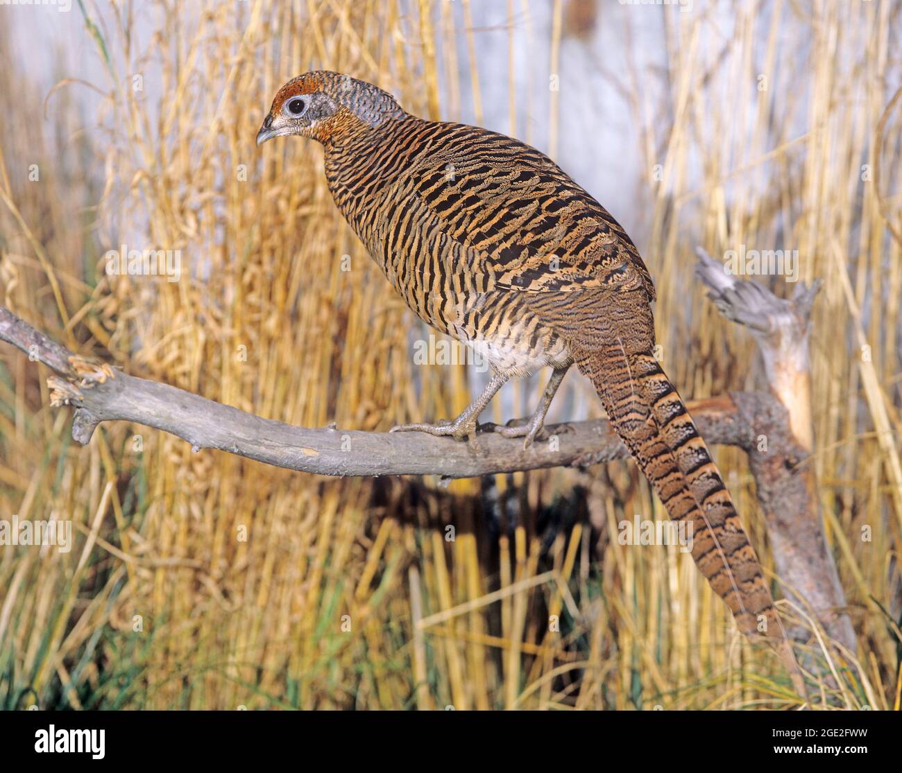 Lady Amerherst Pheasant (Chrysolophus amherstiae). Hen perched on a branch. Germany Stock Photo