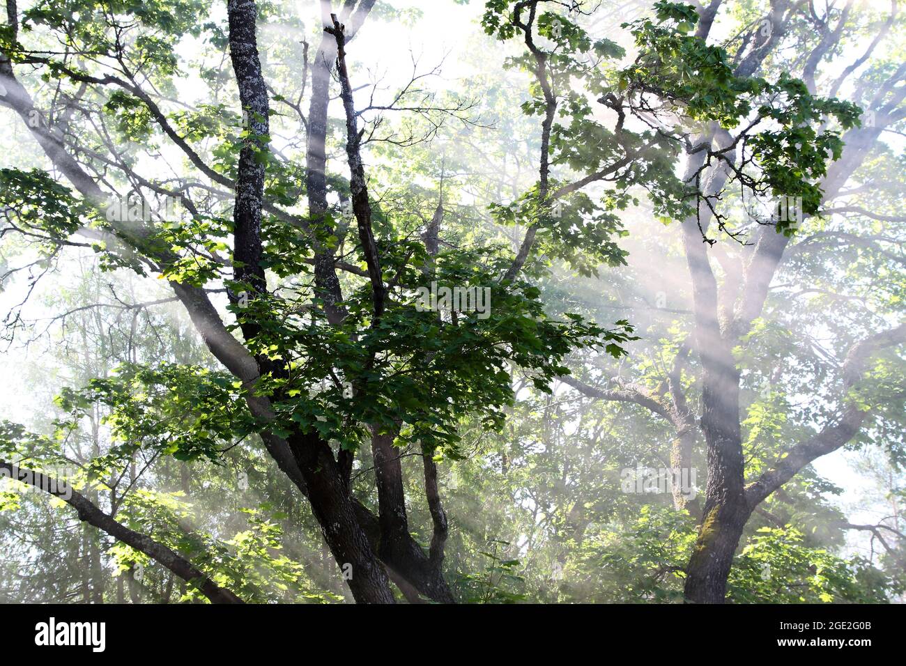 Sun shines through misty tree making rays with light and shadows Stock ...