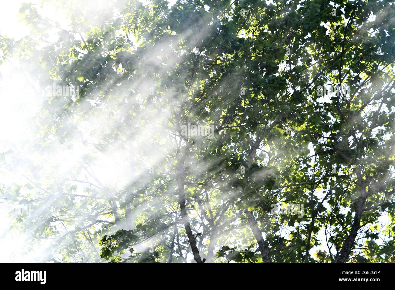 Sun shines through leaves fog hi-res stock photography and images - Alamy
