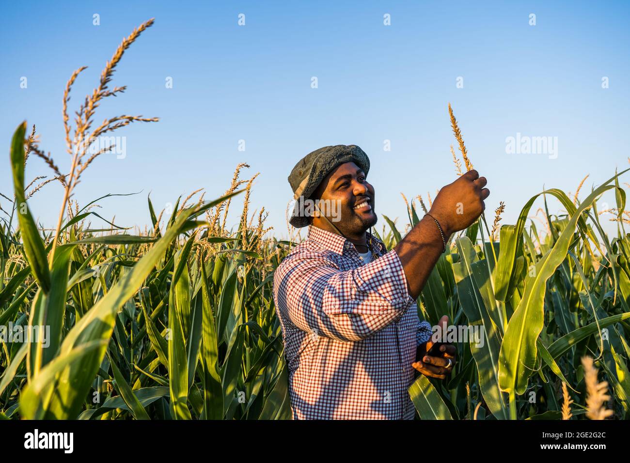 Farmer is standing in his growing corn field. He is satisfied because of good progress of plants. Stock Photo