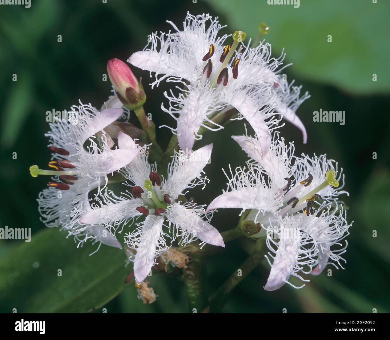Bogbean (Menyanthes trifoliata), flowering stalk. Germany Stock Photo