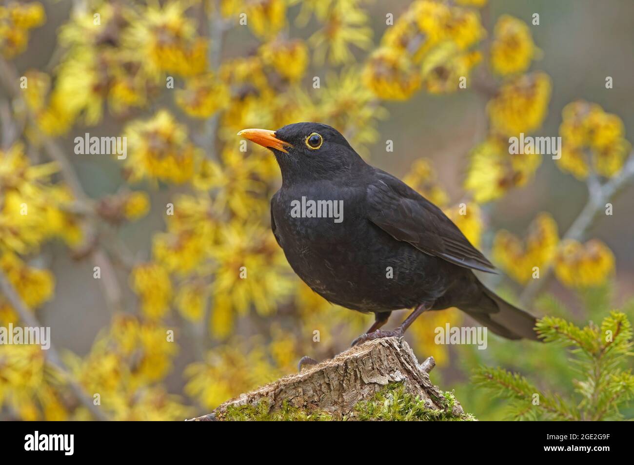 Eurasian Blackbird (Turdus merula). Adult male standing on mossy log, with flowering Witch Hazel in background. Germany Stock Photo