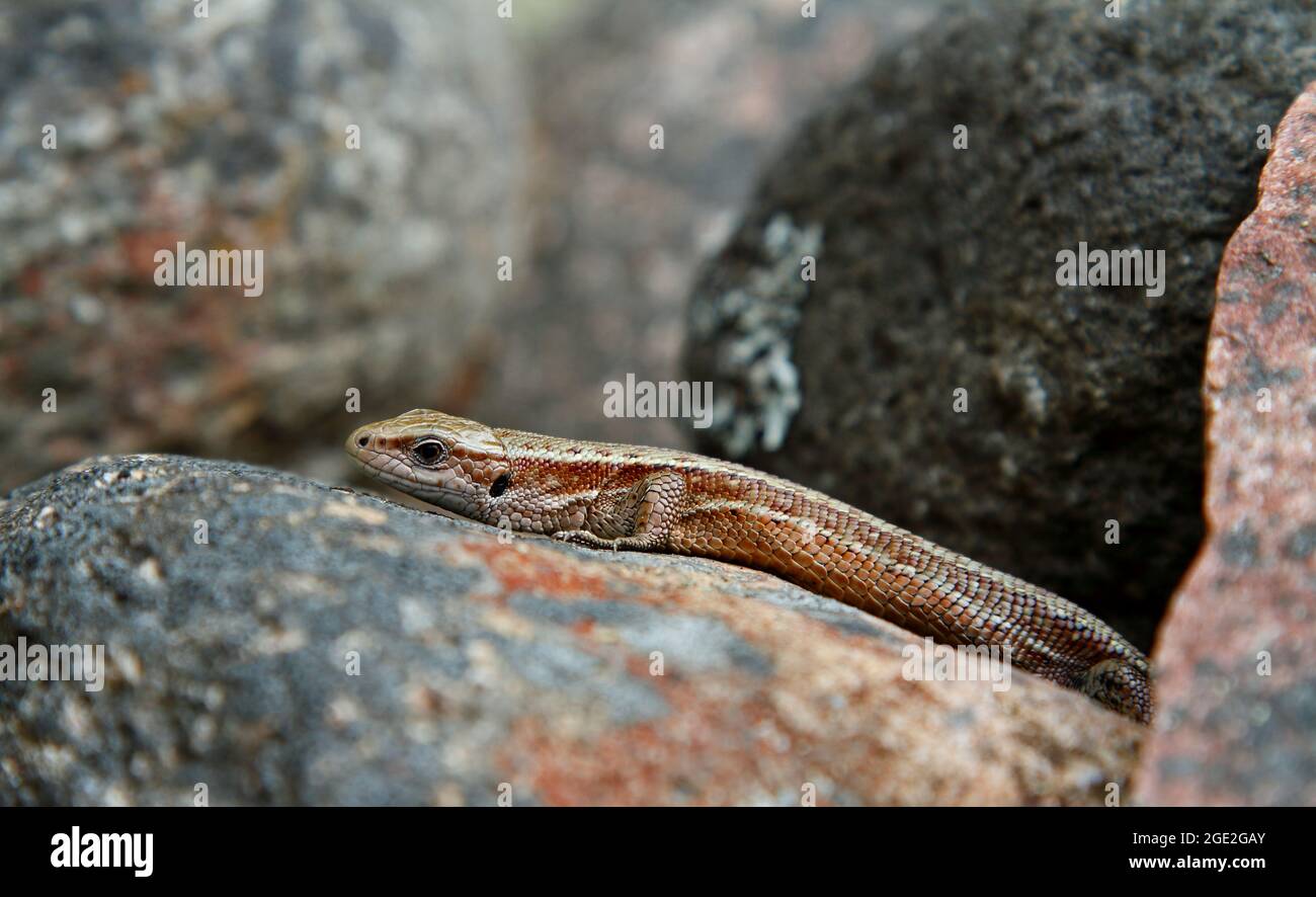 Common lizard warming on a gray stone Stock Photo