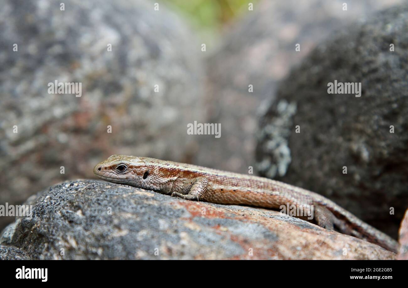 Common lizard warming on a gray stone Stock Photo