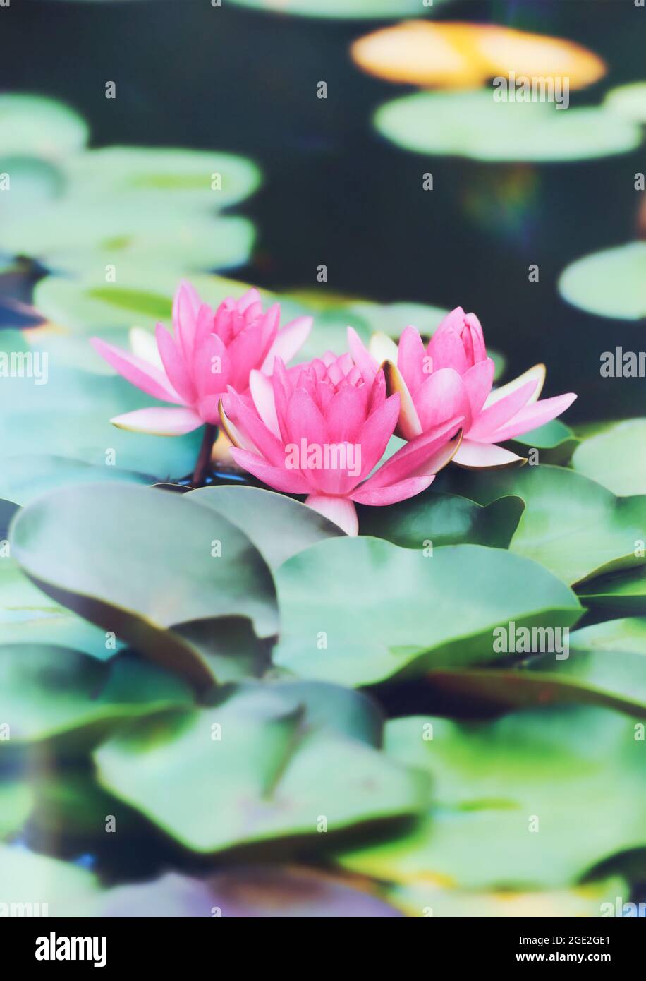 Pink water lily lotus flower in pond green leaves Stock Photo - Alamy
