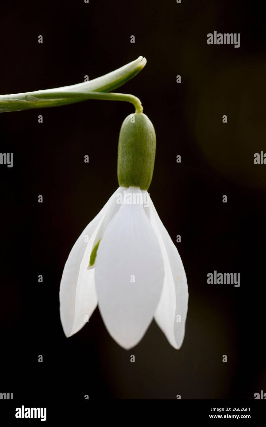 Common Snowdrop (Galanthus nivalis), single flower. Germany Stock Photo ...
