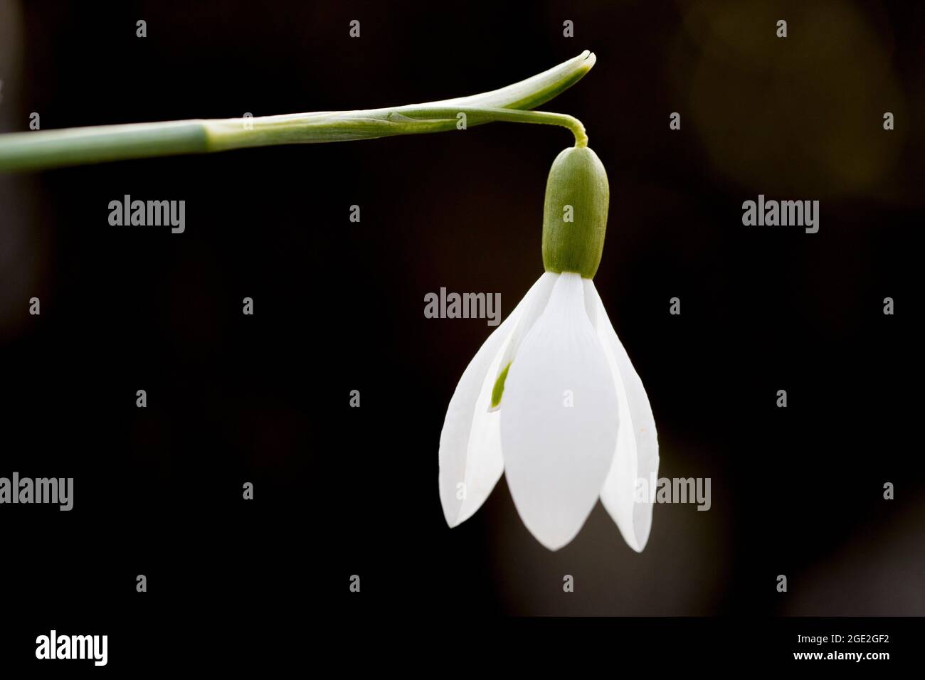 Common Snowdrop (Galanthus nivalis), single flower. Germany Stock Photo ...