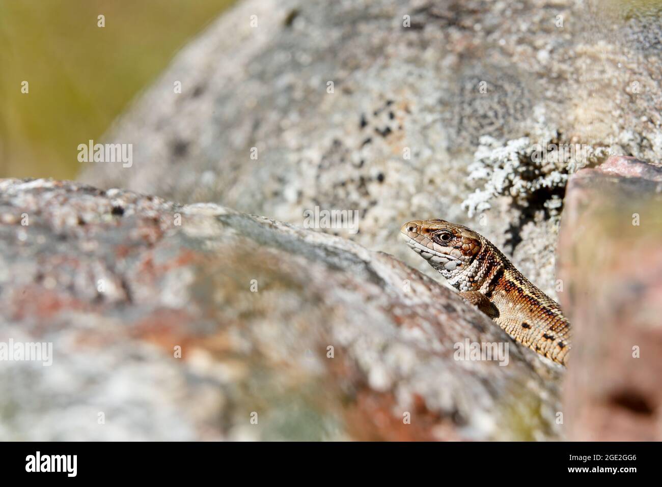 Common lizard warming on a gray stone Stock Photo