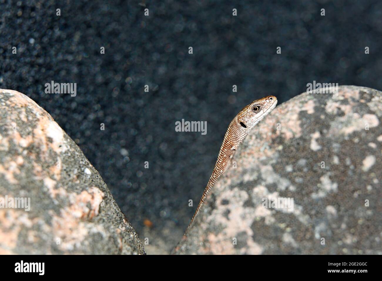 Common lizard warming on a gray stone Stock Photo