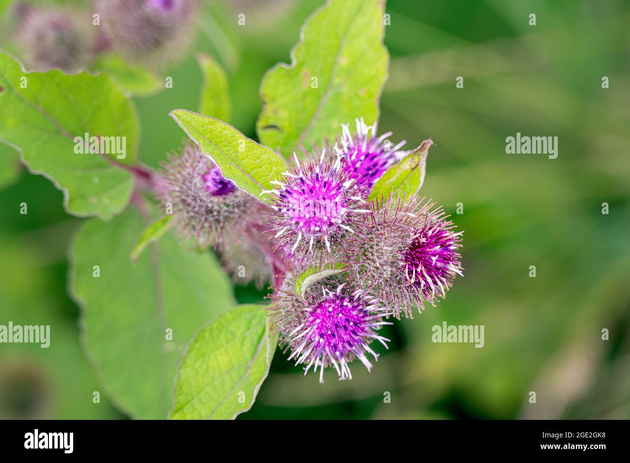Common burdock, or Arctium minus, on a summer afternoon, close-up Stock Photo
