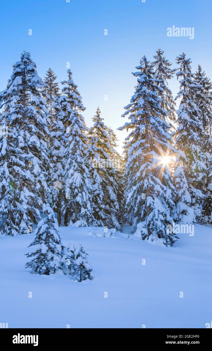 Snow-covered spruce forest. Switzerland Stock Photo