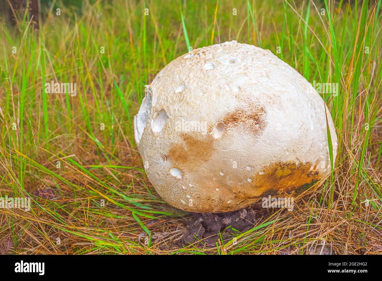 Puff ball fungus hi-res stock photography and images - Page 2 - Alamy