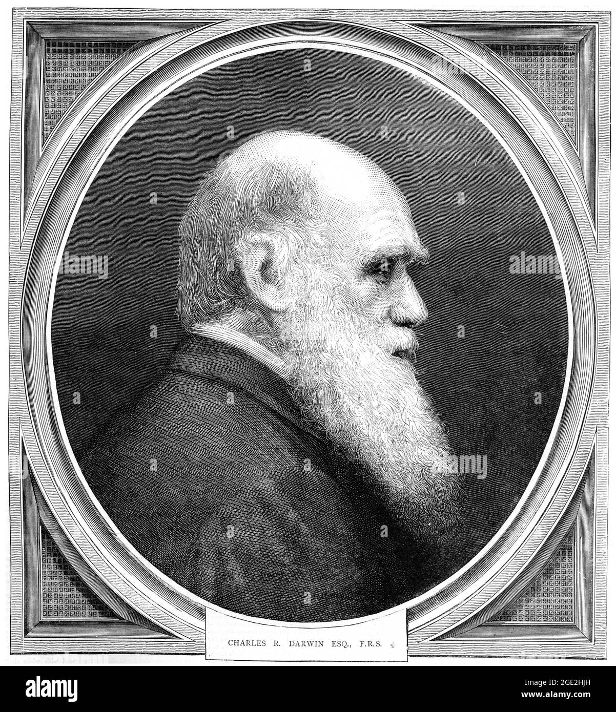 Vintage engraving of Charles Darwin (1809 to 1882).  An English naturalist who showed that all species of life have descended over time from common an Stock Photo