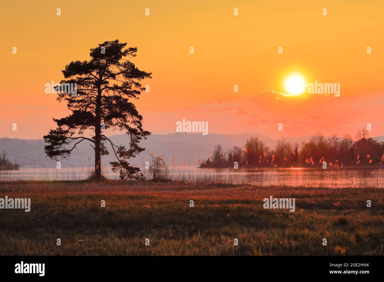 Large pine in the backlight on Lake Zuerichsee near Hurden in the canton of Schwyz, Switzerland Stock Photo