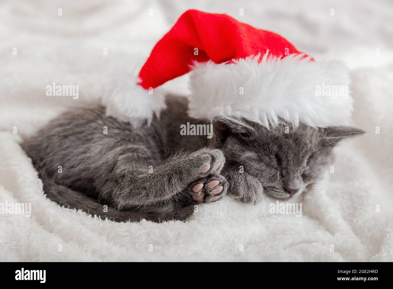 Christmas Kitten in santa claus hat sleeping curled up on soft fluffy white plaid. Christmas gray british cat portrait with pink paws. New Year gray Stock Photo