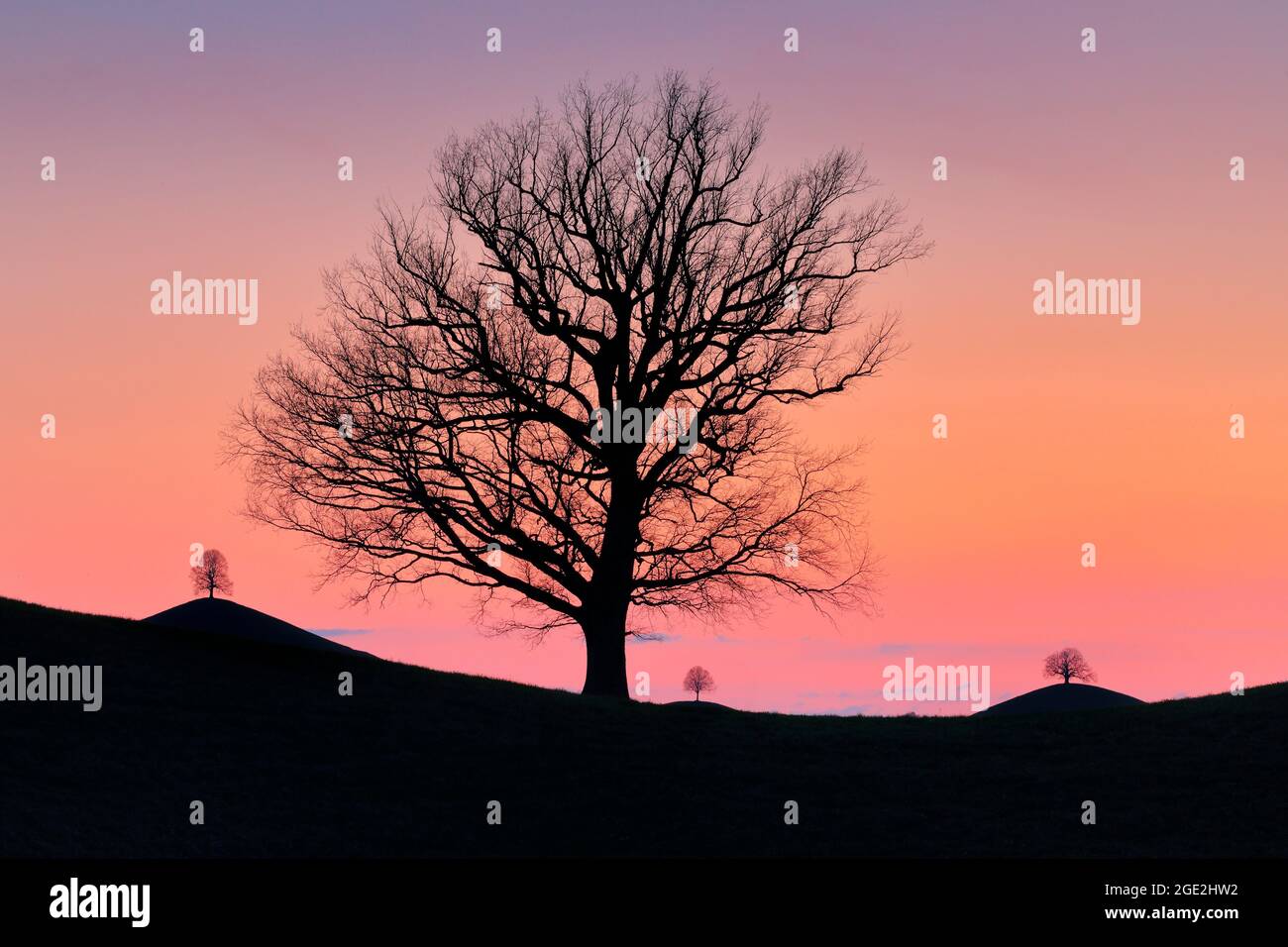 Oak tree in orange sunset hi-res stock photography and images - Alamy