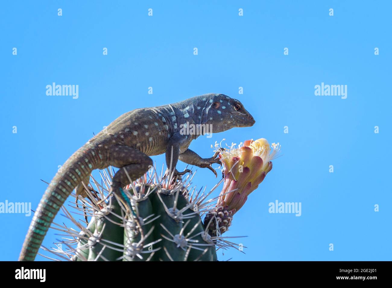 Blue whiptail lizard (Cnemidophorus murinus ruthveni) eating from a