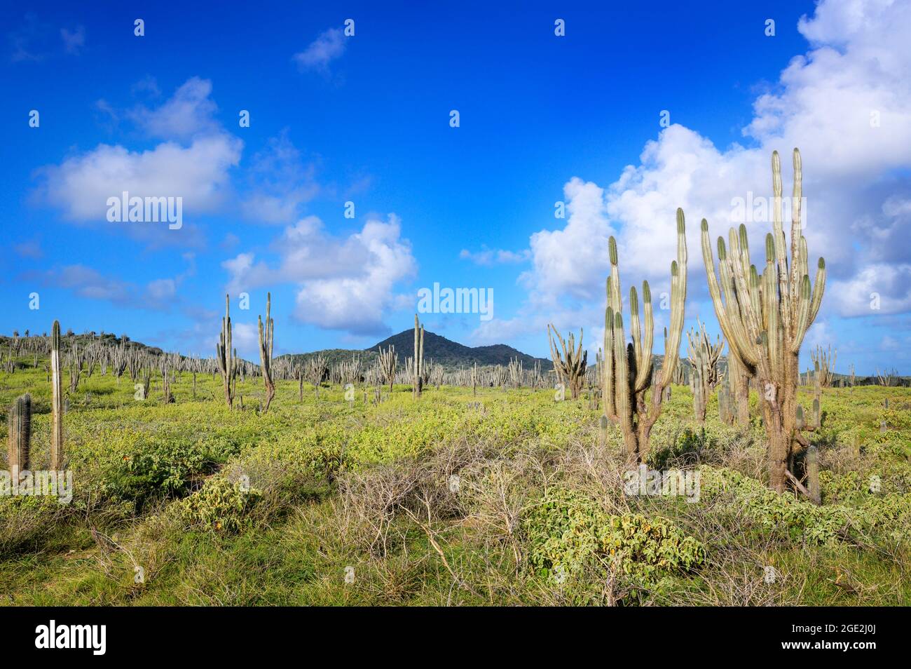 Large columnar cacti dominating the landscape of  Washington Slagbaai National Park, Bonaire, Dutch Caribbean. Stock Photo