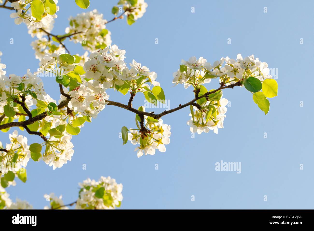 Common Pear, European Pear (Pyrus communis). Flowering twig. Switzerland Stock Photo