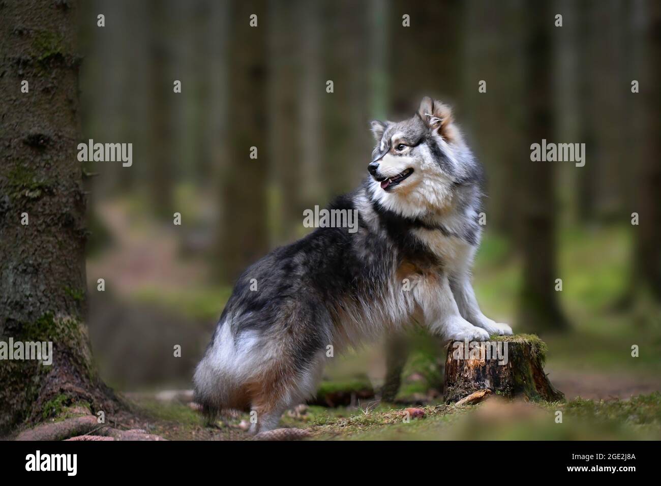 Portrait of a young Finnish Lapphund dog outdoors in the forest or ...