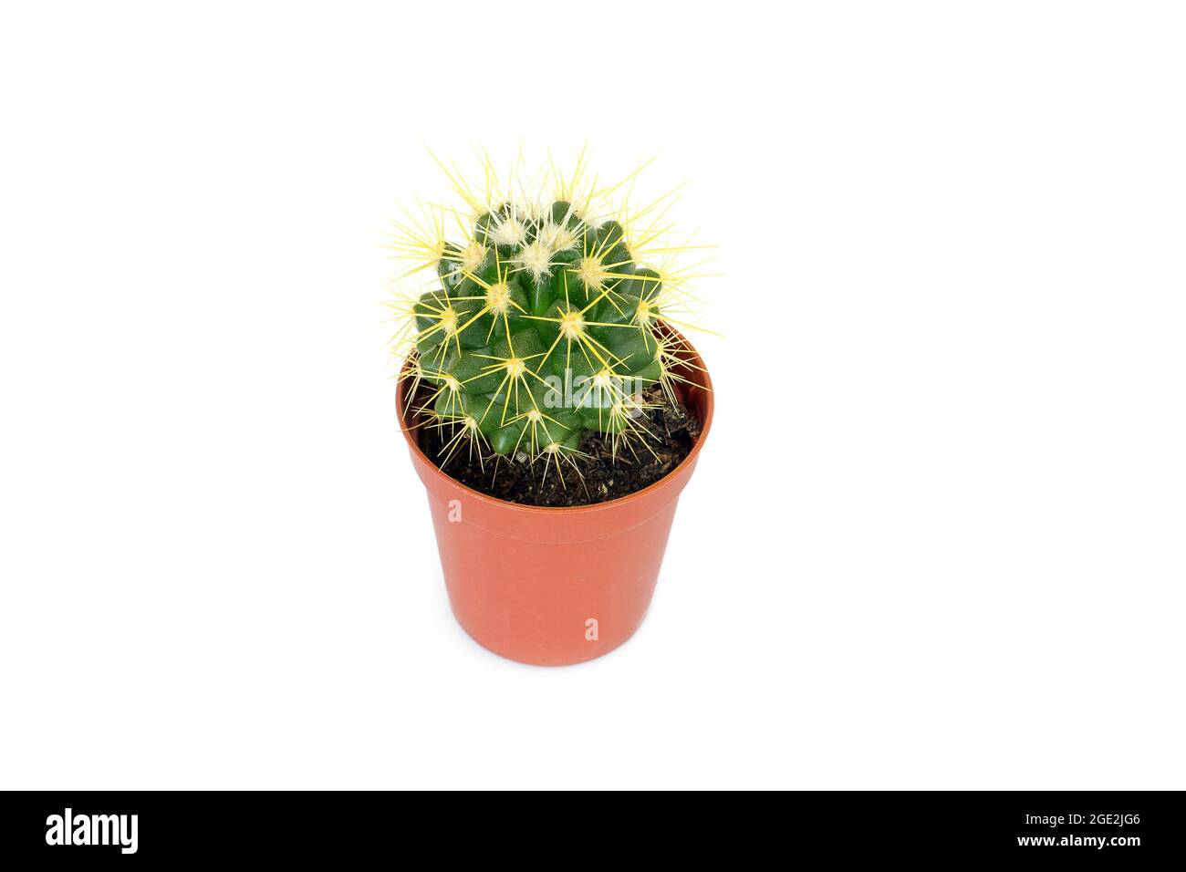 Small green cactus in a pot on a white background Stock Photo - Alamy