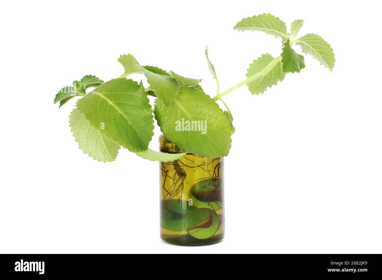 Indoor plant in a vase of water Stock Photo Alamy