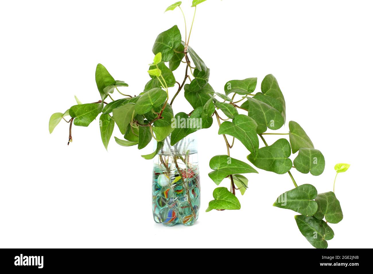 Indoor plant in a vase of water Stock Photo Alamy