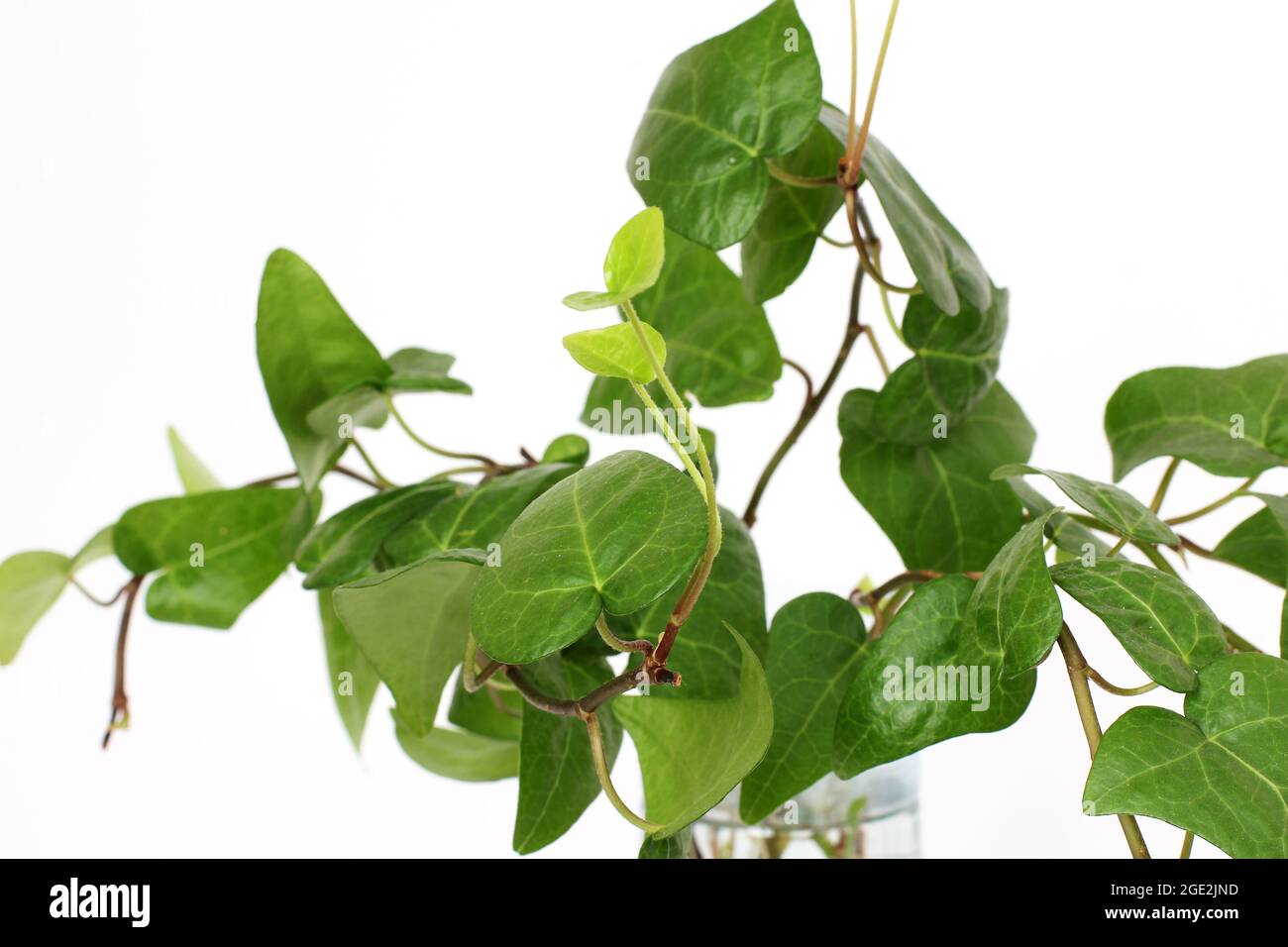 Green leaves of domestic plants. Potted plant close up Stock Photo - Alamy