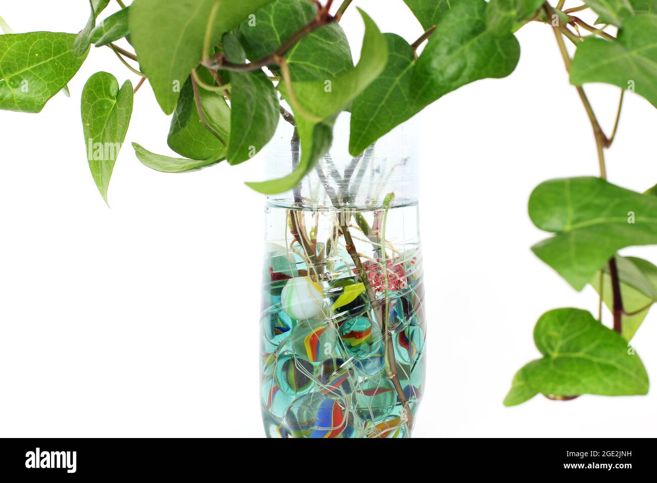 Indoor plant in a vase of water Stock Photo Alamy