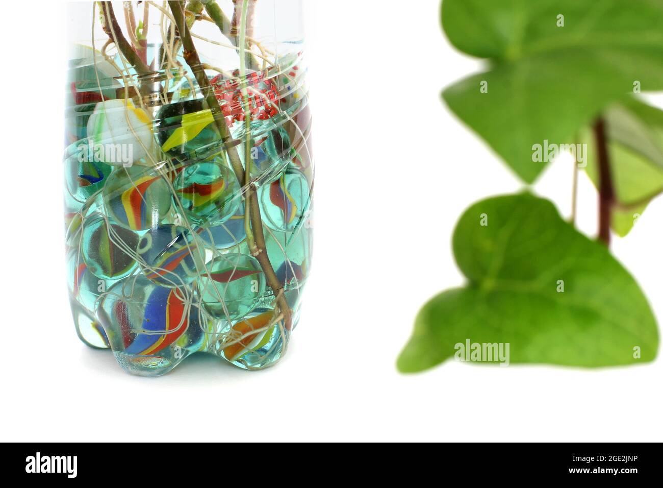 Indoor plant in a vase of water Stock Photo Alamy