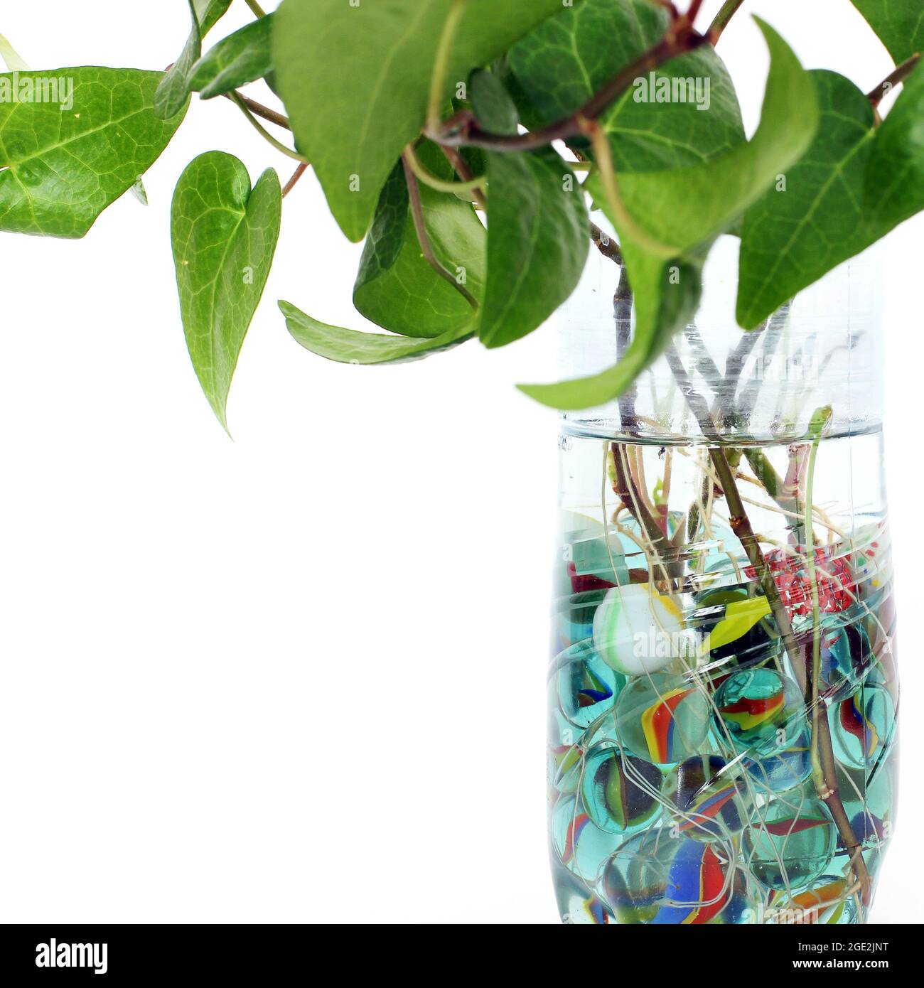 Indoor plant in a vase of water Stock Photo Alamy