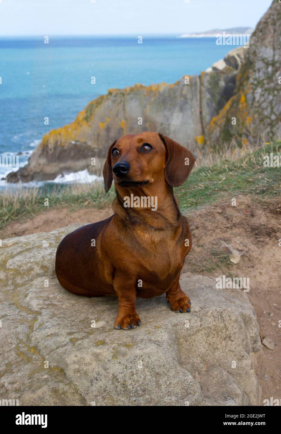 Dachshund called Dolly sitting on a rock with sea view Stock Photo