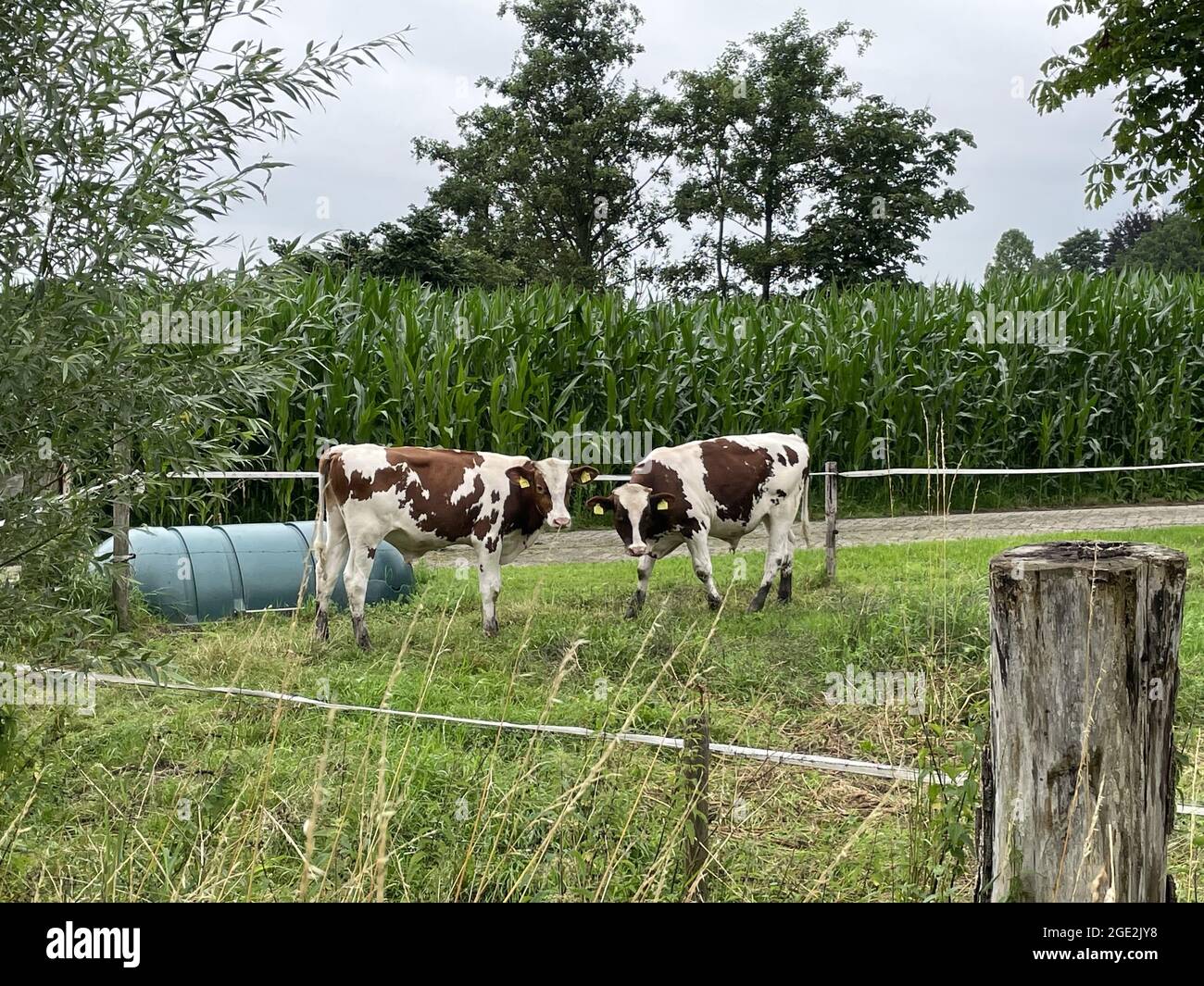 Natural view of two cattle grazing on grasses in a ranch Stock Photo ...