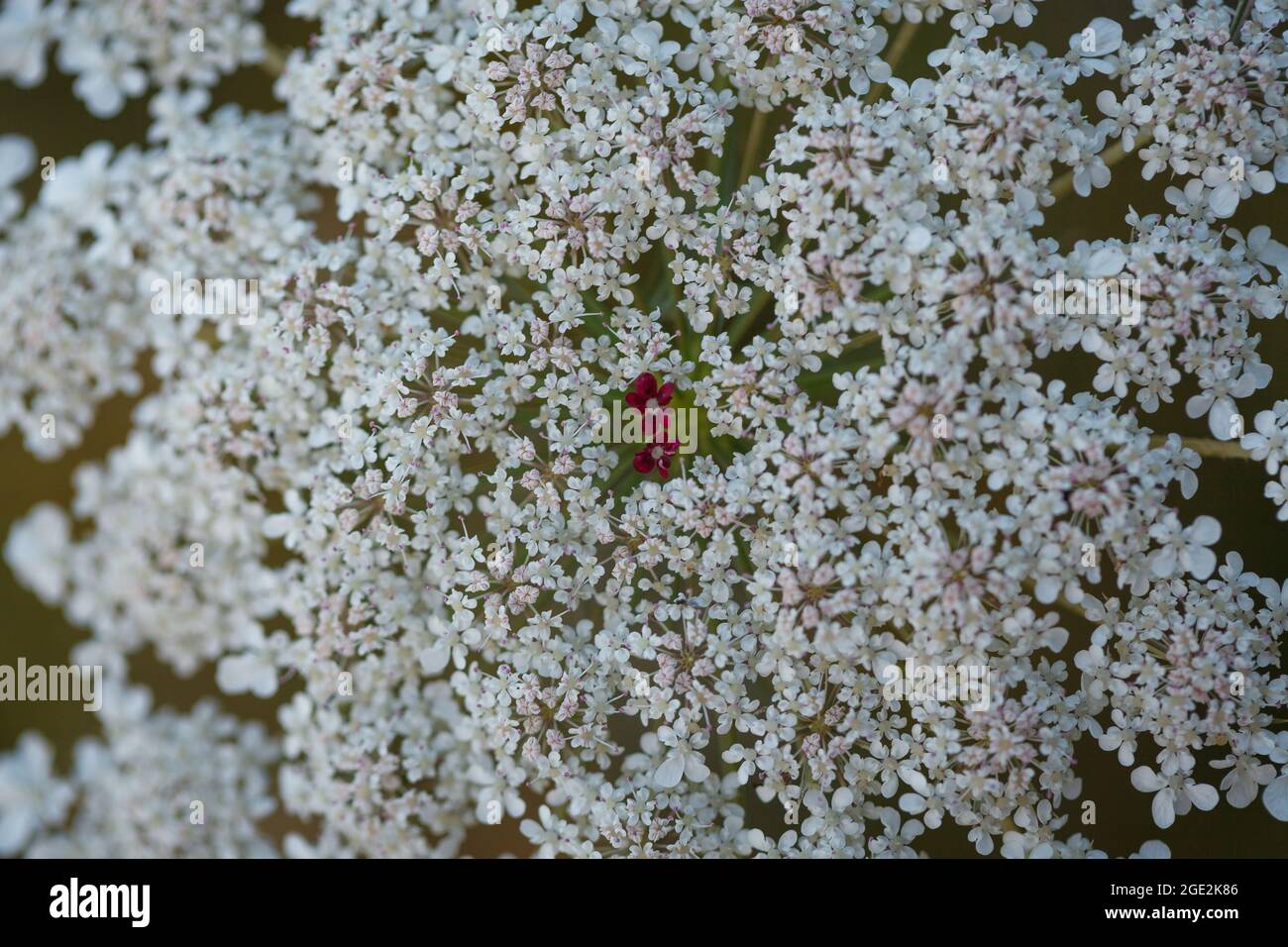Top close-up detailed view of Queen Anne's Lace or wild carrot or bird's nest wildflower bloom (Daucus carota) in summer meadow in Vaud, Switzerland Stock Photo