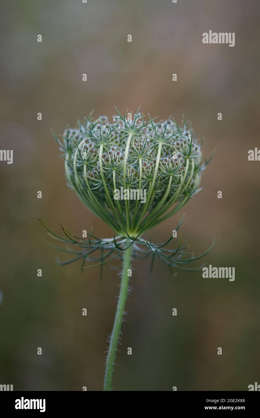 Wild carrot fruit cluster hires stock photography and images Alamy