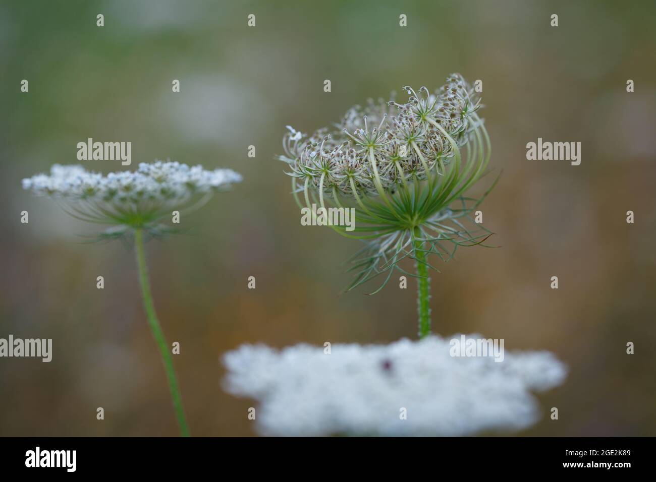 Umbel of white pinkish  flowers and forming fruit cluster (bird's nest) of Queen Anne's Lace or wild carrot (Daucus carota) plant in summer  meadow Stock Photo
