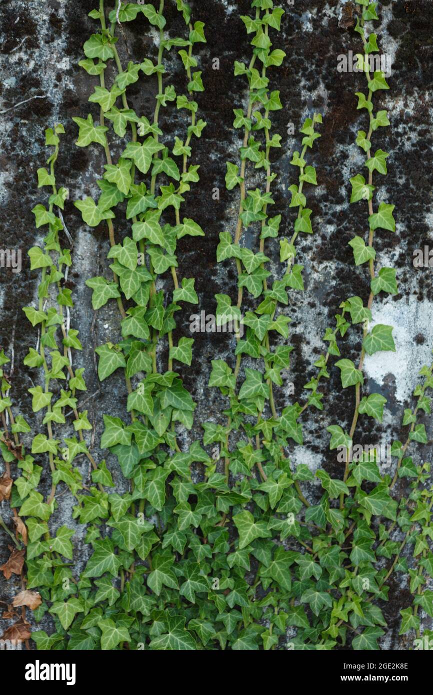 Hardy green shoots of wild English Ivy (Hedera helix) evergreen plant climbing up textured concrete wall during summer season Stock Photo