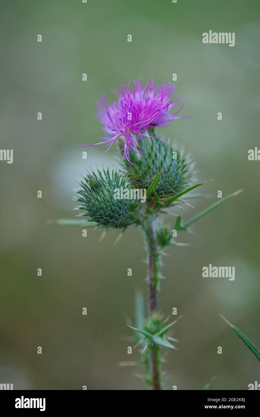 Spiky weed hires stock photography and images Alamy