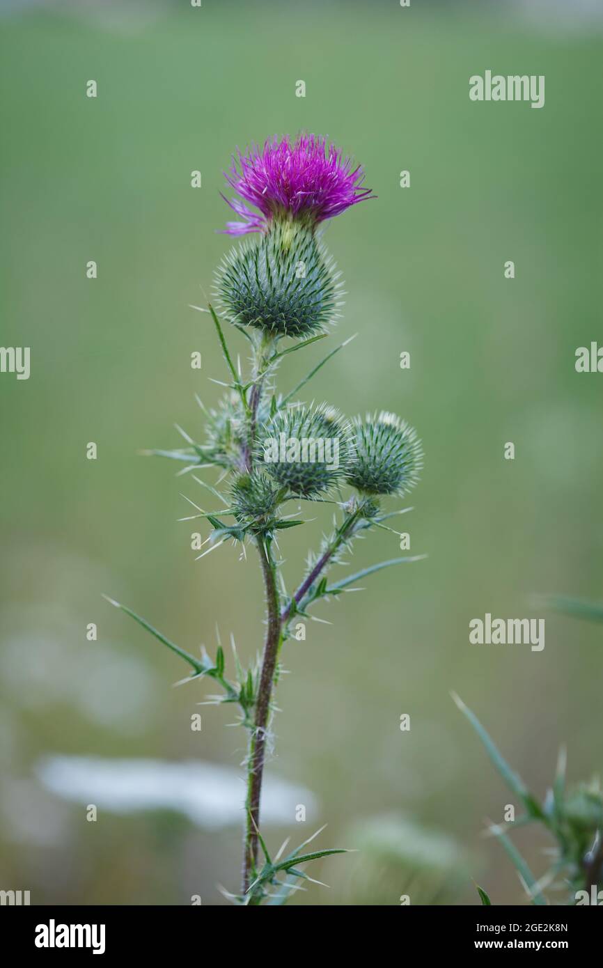 Stand alone stem with spiky pink purple flowers of Common thistle (Cirsium vulgare) weed plant in wild meadow in Vaud, Switzerland Stock Photo