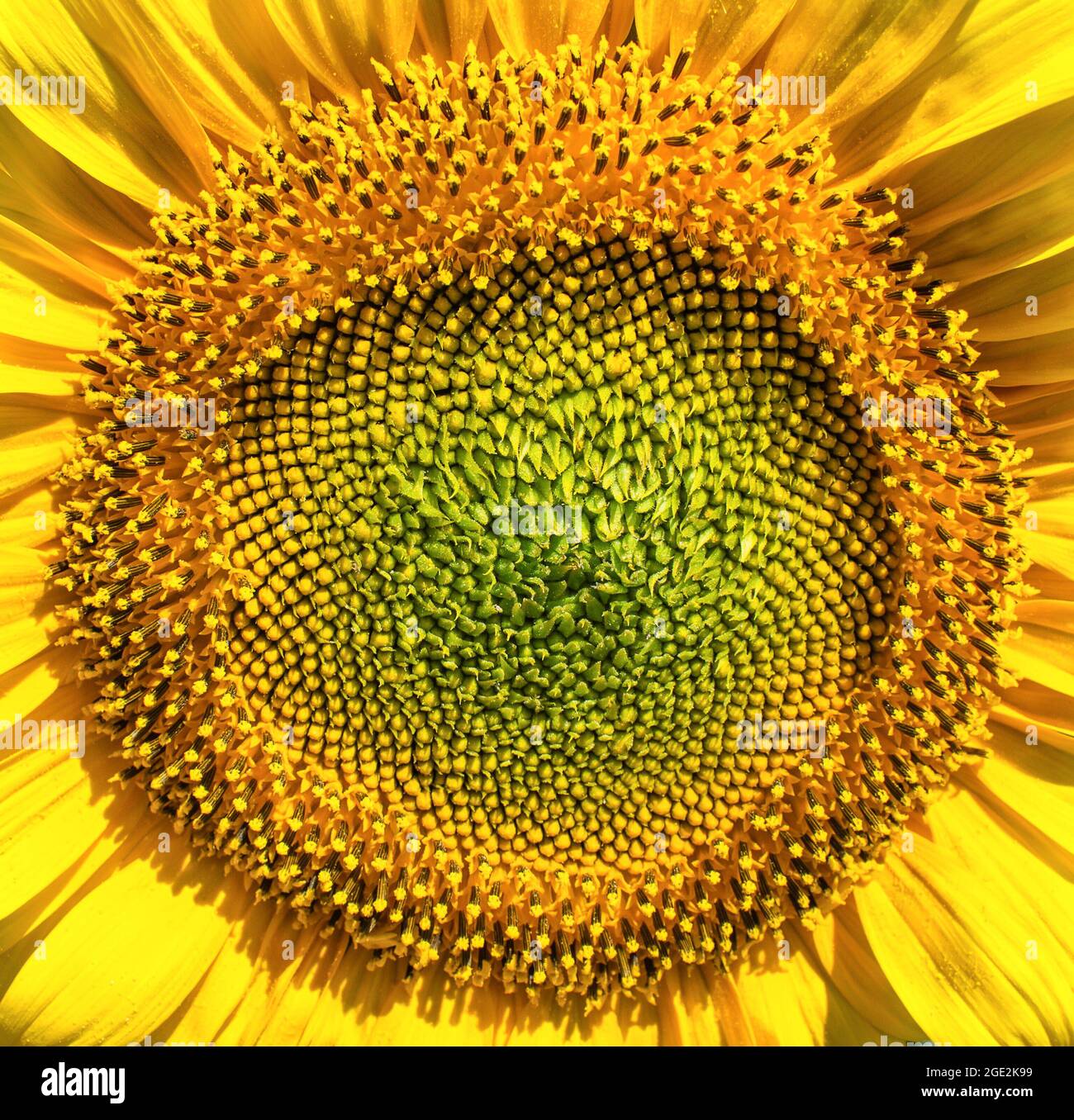 Pollen texture hi-res stock photography and images - Alamy