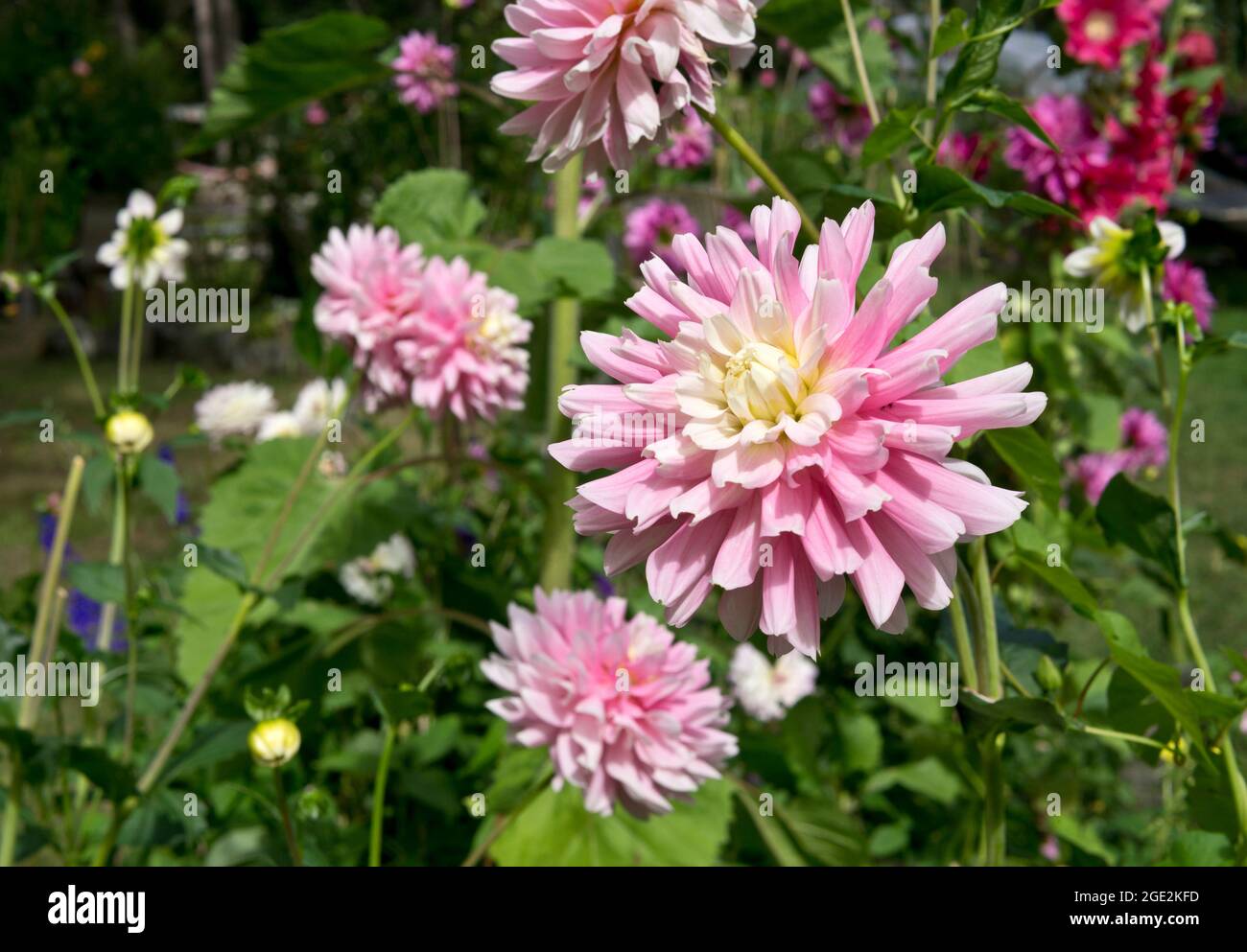 Pink garden dahlias hi-res stock photography and images - Alamy