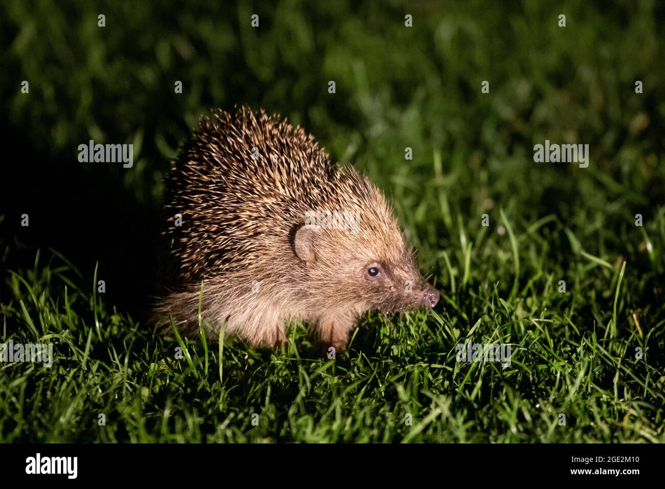 A European hedgehog (Erinaceus europaeus) at night in a garden in Sussex, UK Stock Photo