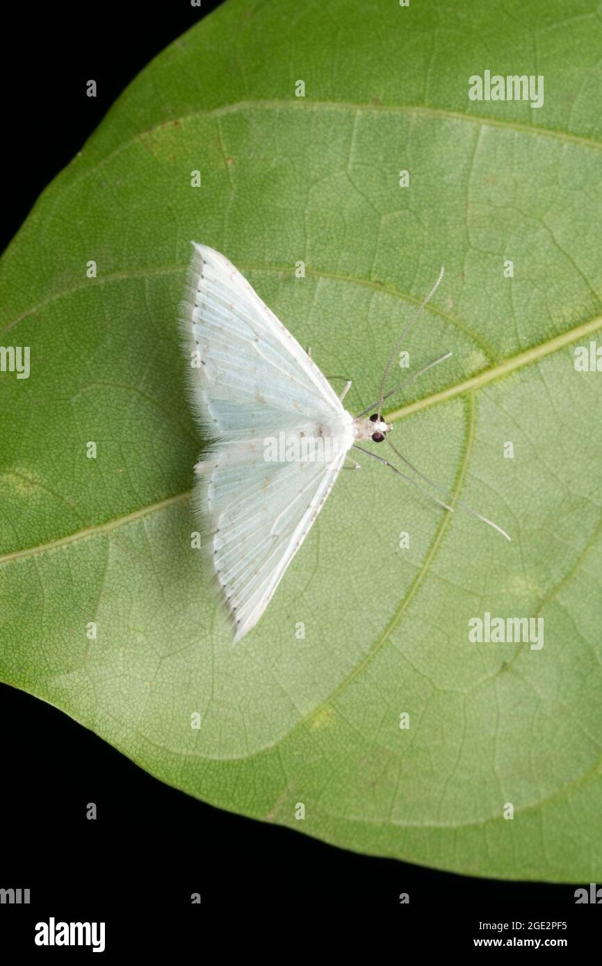 Dorsal of White moth, Gypsochora renitidata, Satara, Maharashtra, India