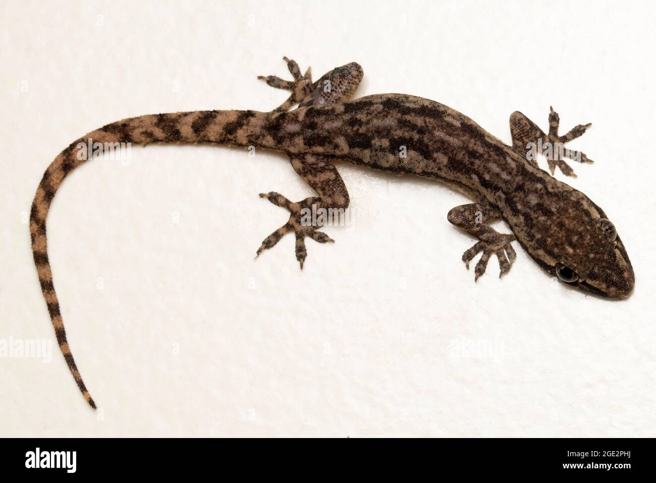 Full body pic of Indian bark gecko, Hemidactylus leschenaultii, Satara, Maharashtra, India Stock Photo