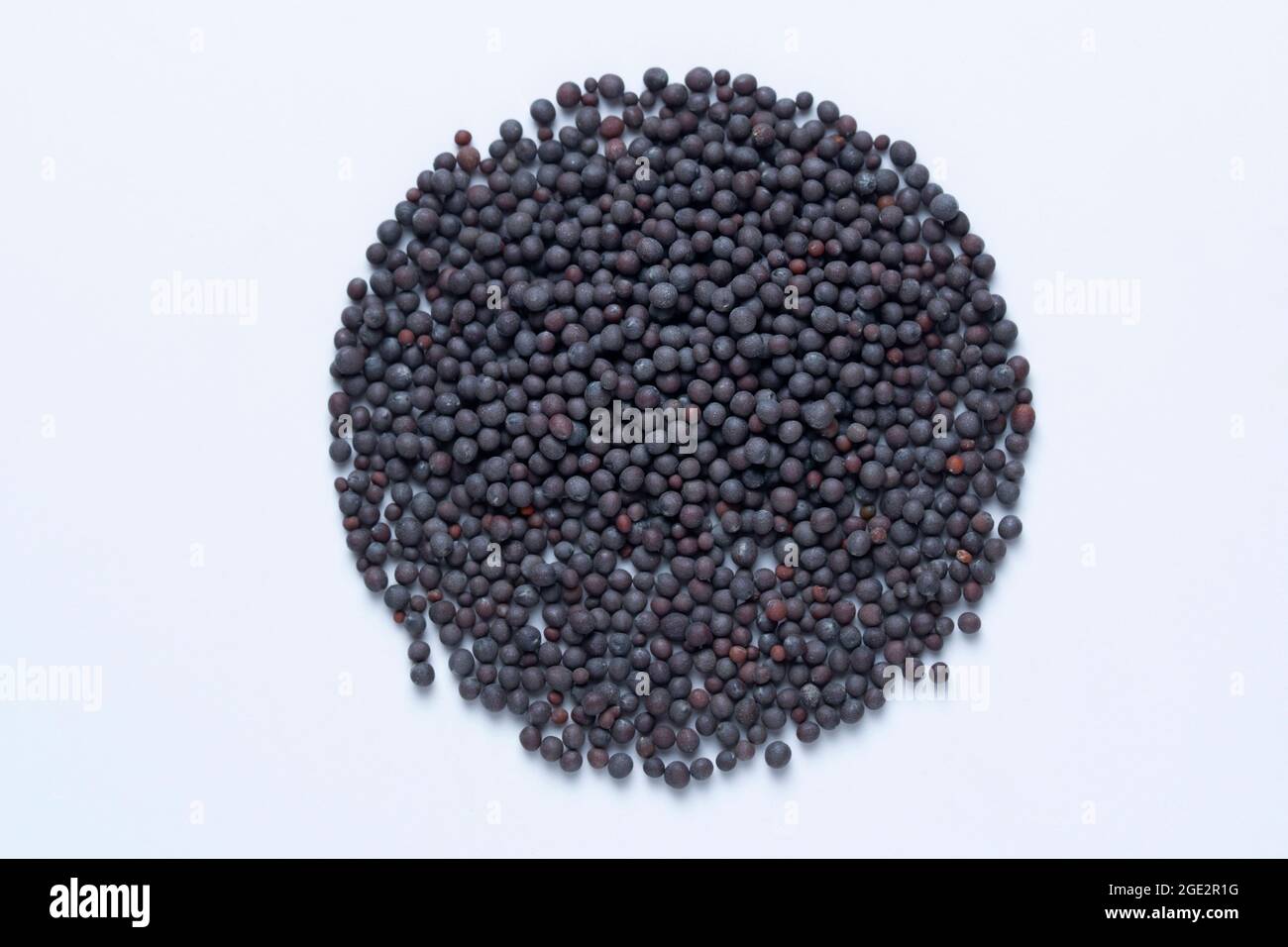 Black mustard seeds, Brassica nigra, Satar, Maharashtra, India Stock Photo
